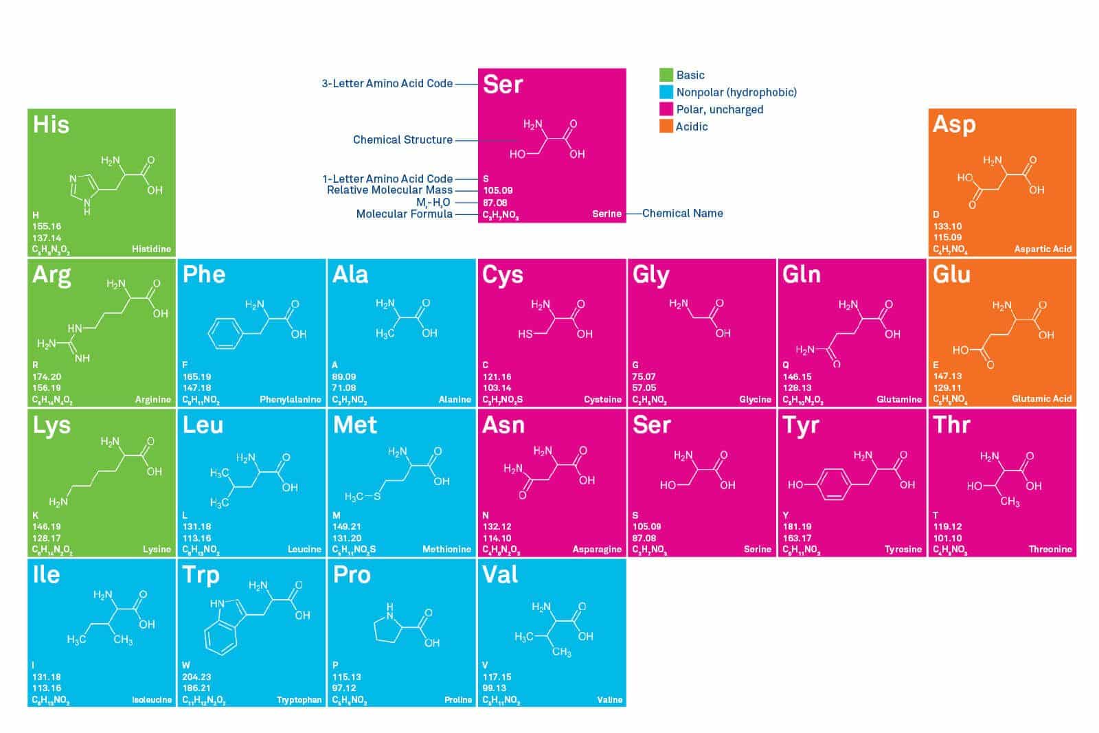 Amino acids chart