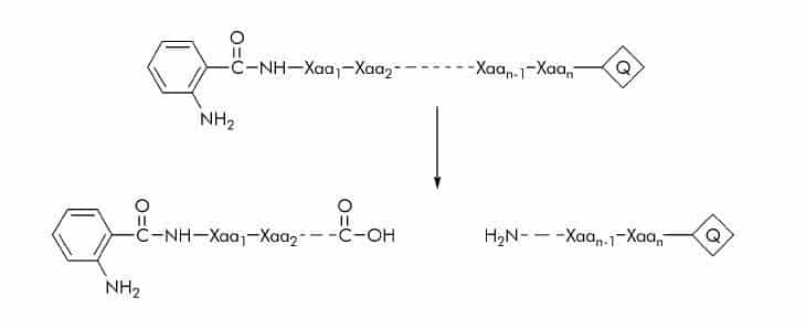 2 Aminobenzoyl Or Anthraniloyl (Abz) Substrates