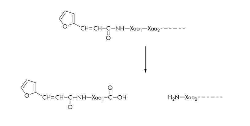 3 (2 Furyl)acryloyl (FA) Substrates