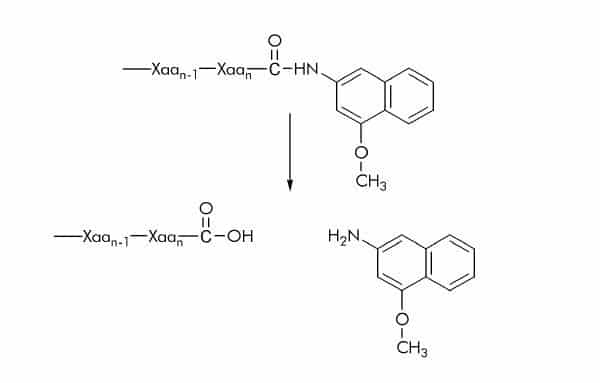 4 Methoxy β Naphthylamide (4MβNA) Substrates