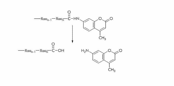 7 Amido 4 Methylcoumarin (AMC) Substrates