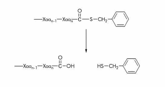 Thiobenzyl Ester (SBzl) Substrates