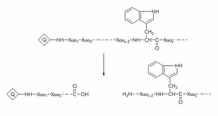 Tryptophan (Trp) Substrates