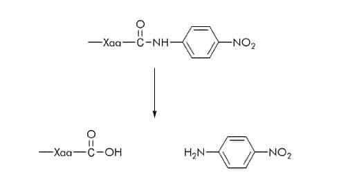 P Nitroanilide (pNA) Substrates