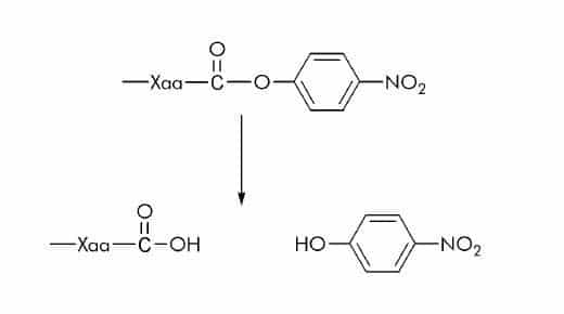 P Nitrophenyl Ester (ONp) Substrates