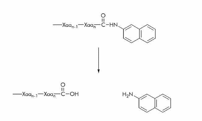 β-Naphthylamide (βNA) Substrates