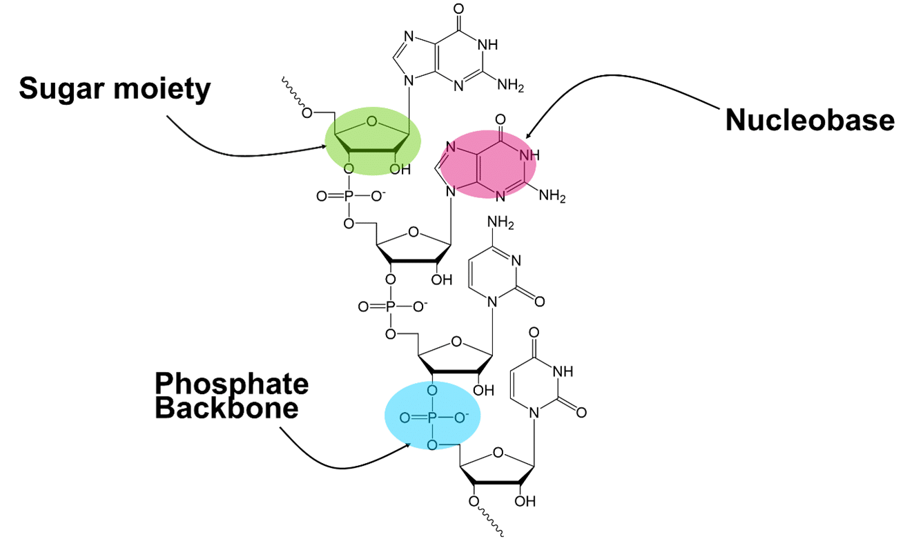 Drawing of an oligonucleotide showing the different position of chemical modifications