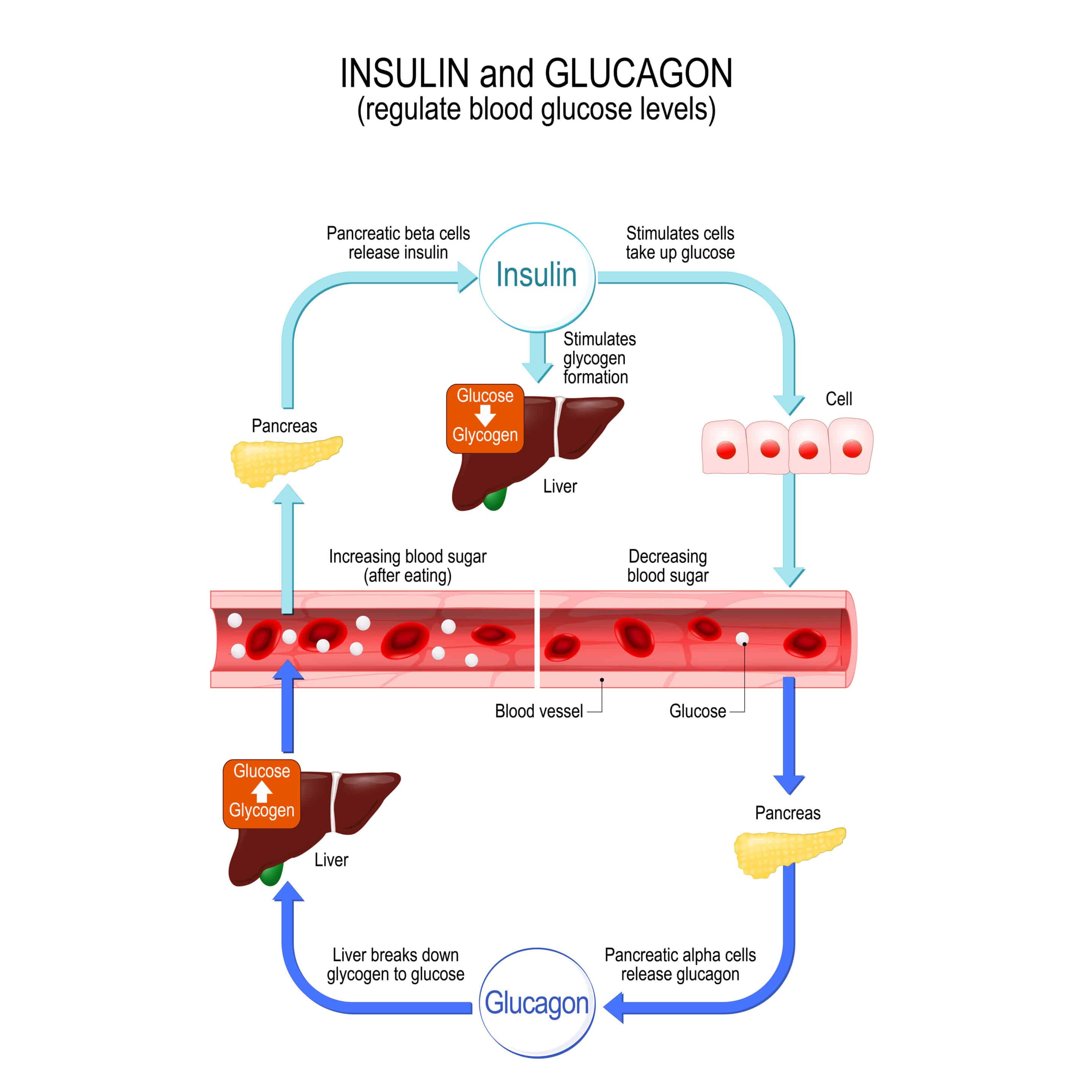 Glucagon vs insulin. Showing how they both regulate blood glucose levels in the liver and pancreas